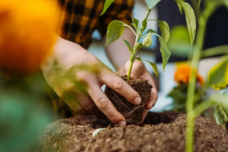 A close up of someone planting a small tree in the ground